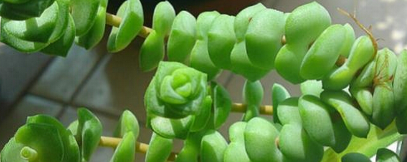 钱串子的繁殖方法 附养殖多久？