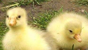 牛蛙的红腿病的防治