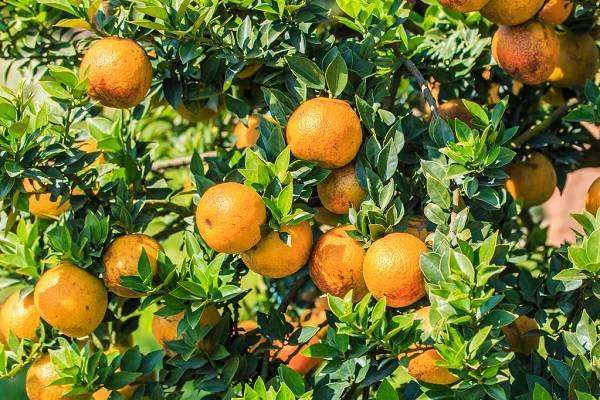 金乡县司马镇栽下冬果树结出致富果