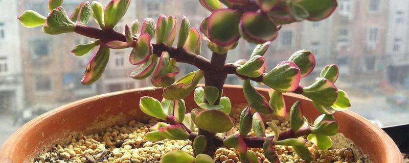 盆栽雅乐之舞怎么养（雅乐之舞的生长习性）