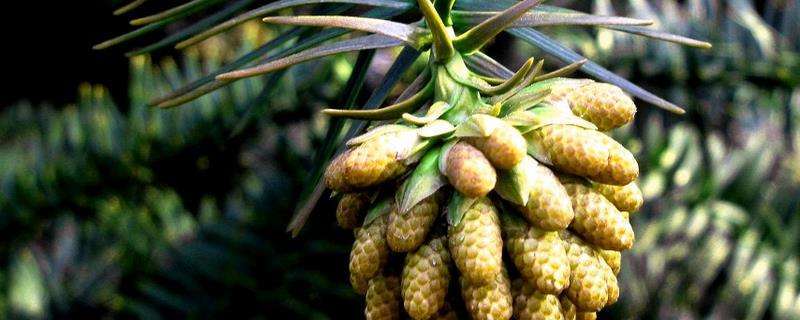 松树种子的播种时间 附播种多久？