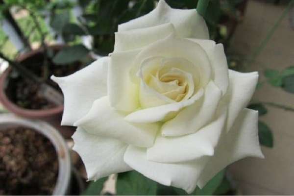 福建马诗龙（让农家菇棚变成大工厂）