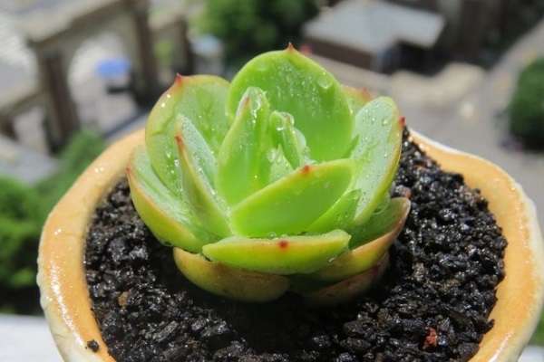 广西贺州平桂茶产业成致富“新引擎”