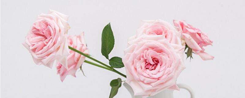 玫瑰的种植方法和技术介绍（露地种植技术和盆栽种植技术）