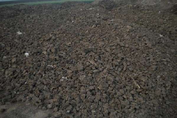 江苏海门悦来高效露地蔬菜亩收入超万元