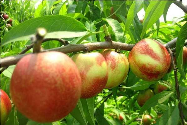 吉林松原长岭(散养红公鸡“啄”开致富门)