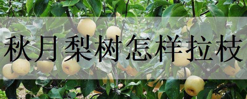 山东梁山县(林下养蚯蚓节地环保都致富) 山东梁山县(林下养蚯蚓节地环保都致富)