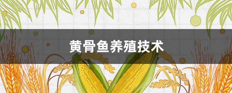 请问黄骨鱼养殖技术