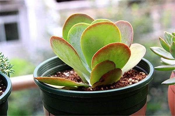 巧除串叶松香草田水花生