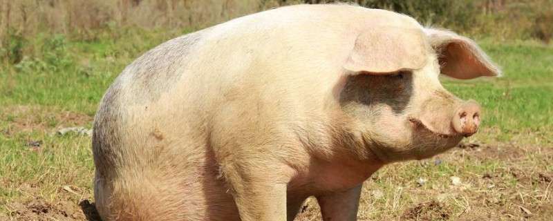 请问母猪配种成功后的症状