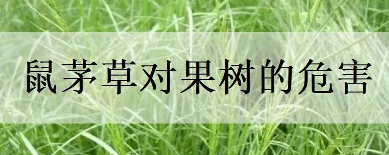 新疆青河县赵占正养殖鸽子传递致富正能量 新疆青河县赵占正养殖鸽子传递致富正能量