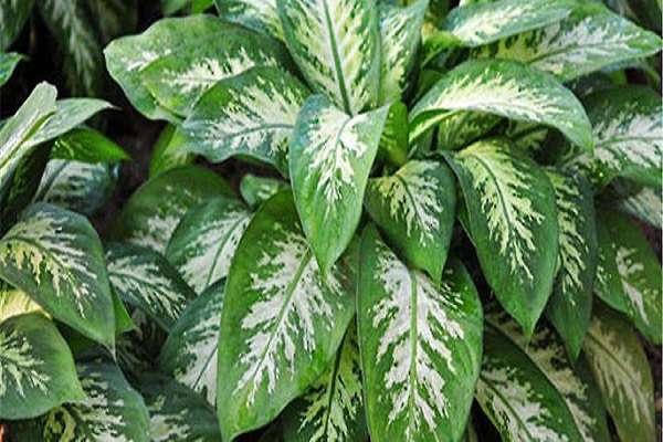 上海奉贤区（大学生回归田头开发生态农业）