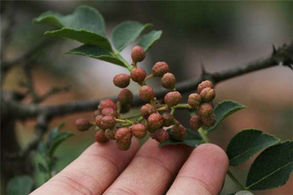 黑龙江兰西县发展瓜菜产业产销一条龙助民致富增收