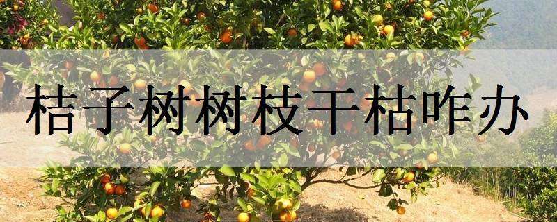 坚守蚕房24年炼成“蚕先生”