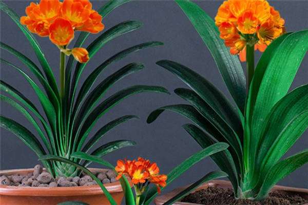 黑龙江哈尔滨呼兰都市农业带动农民收入多元化（瞄准蔬菜苗木兼营特色旅游）