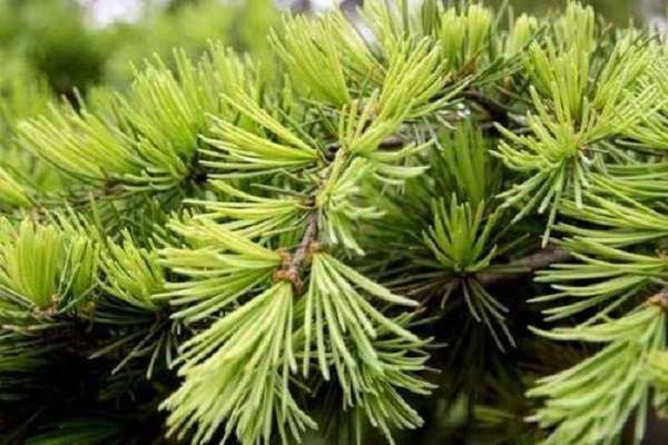 浙江玉环县（农场主林启财的致富经）