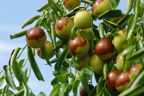 贵州岑巩（“多元化”养殖吹响致富曲）