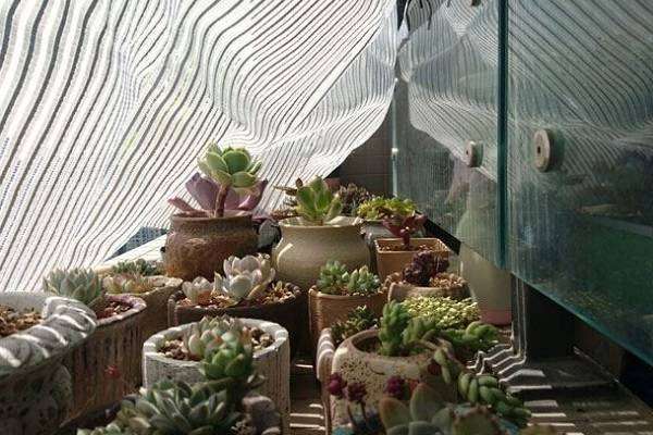 种植黑麦草（播种抓四关）