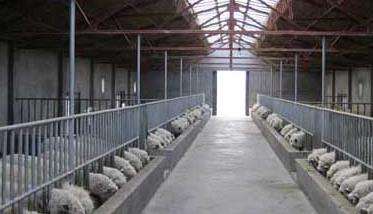 夏季莫忘兔中暑