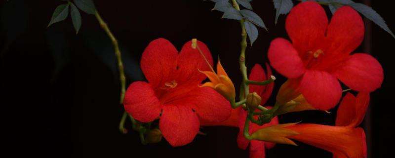 凌霄花的种植方法及注意事项（注意要在生长期经常浇水）