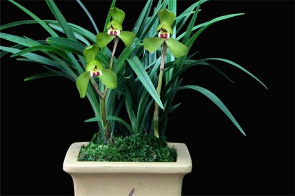 贫困山区农民脱贫致富的一条路子 贫困山区农民脱贫致富的一条路子