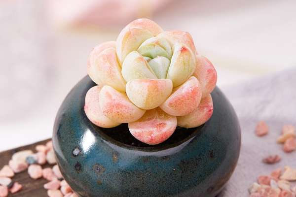 冰玉多肉怎么养（需要注意哪些因素）