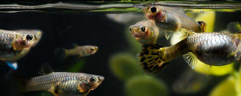 孔雀鱼该怎么饲养（附同品种雌雄混合）