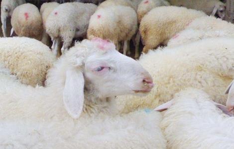 请问种羊淘汰后怎么育肥