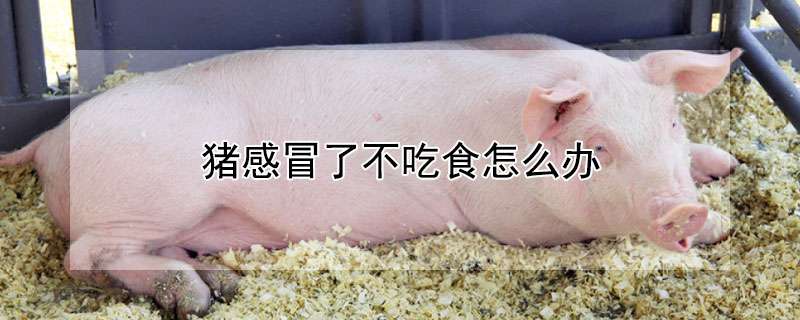 合理的鹌鹑舍建筑