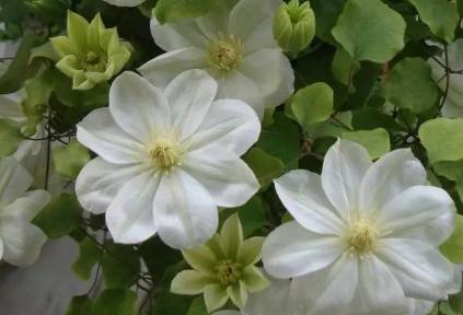 重庆武隆(沼气“点亮”生态富民路)