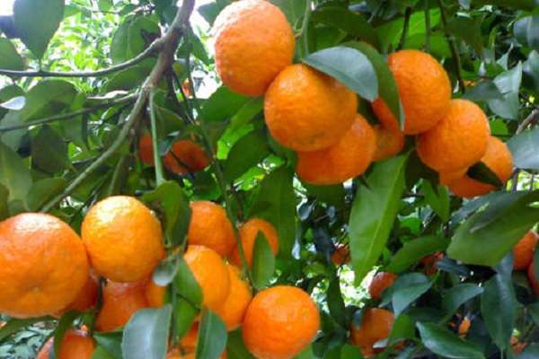 重庆高家镇（大学生村官自办果园托起致富梦）