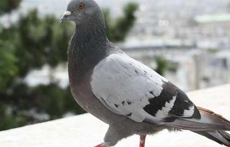 两广二号（蚕桑）