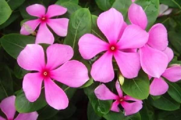 甘肃镇原（苹果产业为农铺开致富路）