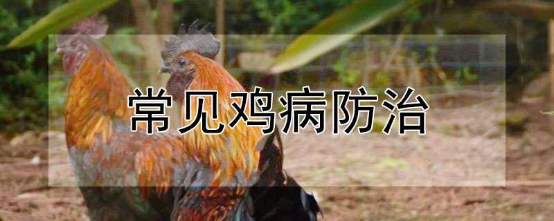 请问常见鸡病防治
