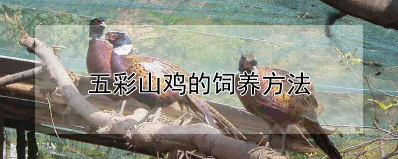 仔兔成活率降低的原因及其应对对策
