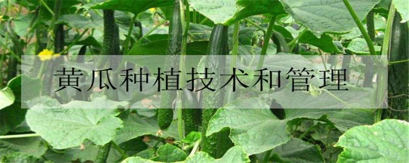 黑龙江富锦（锦山镇巧借优势促进农民增产增收）