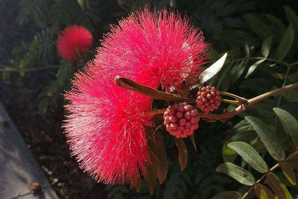 湘北食用菌专业合作社（灵芝绽放致富“花”）