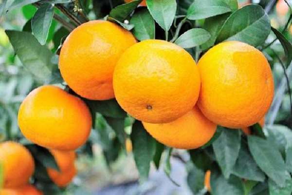 安徽太和县种植中药材效益可观(农民增收好途径) 安徽太和县种植中药材效益可观(农民增收好途径)