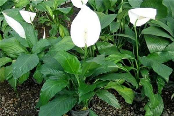 贵州岑巩3.6万亩油茶带农致富 贵州岑巩3.6万亩油茶带农致富