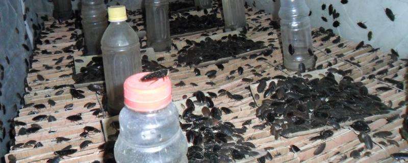 金边土鳖怎么养 有哪些要点