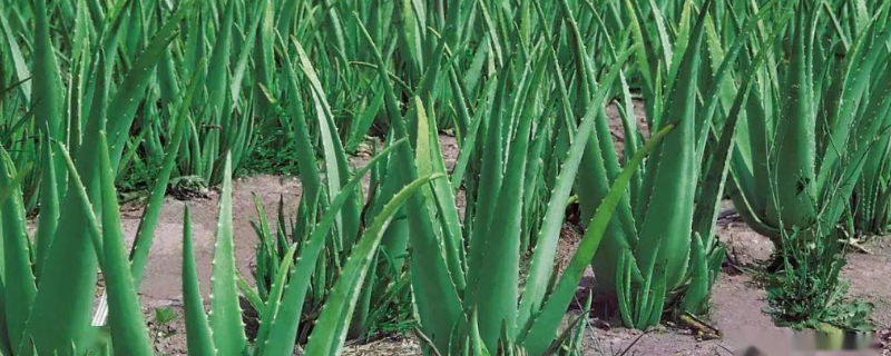 芦荟怎么移植 有哪些注意事项