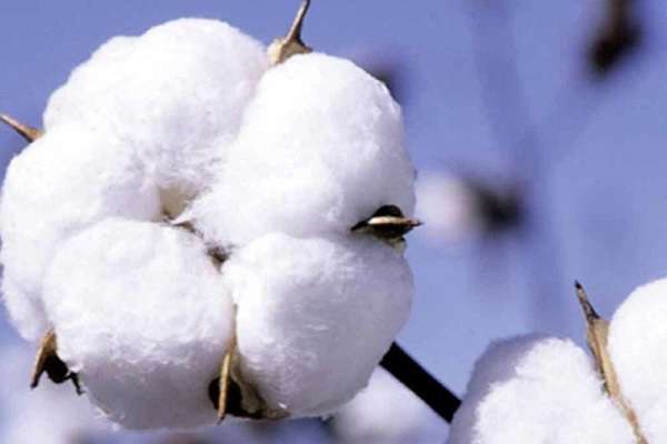 高阳培育75个农民专业合作社（助农驶向致富快车道）