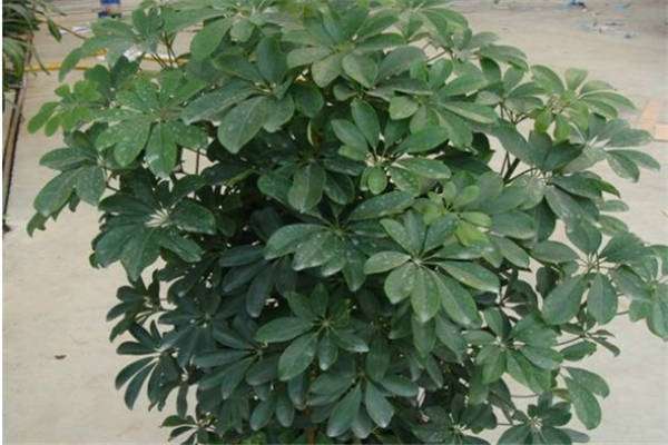 张双金（带领群众致富的引路人）