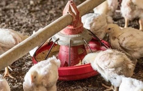 请问鸡舍垫沙的作用及注意事项