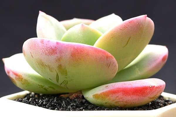 广西玉林市马铃薯种植丰产增收 广西玉林市马铃薯种植丰产增收