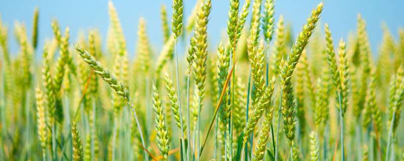 请问小麦喂鸽子有什么好处