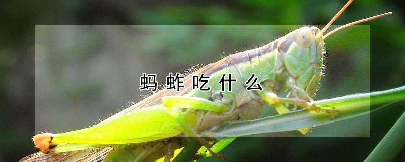 调制肉狗饲料 调制肉狗饲料