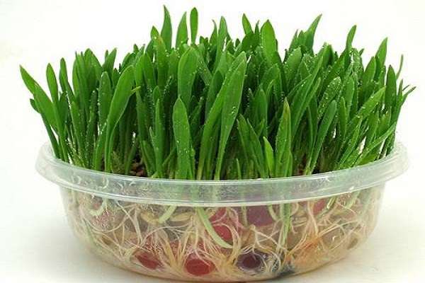 猫草是什么植物的种子（猫草需要满足的要求）