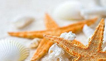 海星吃什么食物 海星的捕食多久？