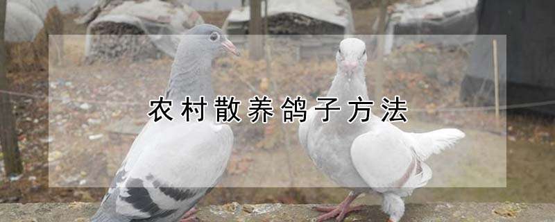 八角粉治盗蜂好怎么养才好？这几个管理要点先掌握